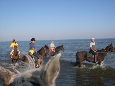 breefing cavalli in acqua mare